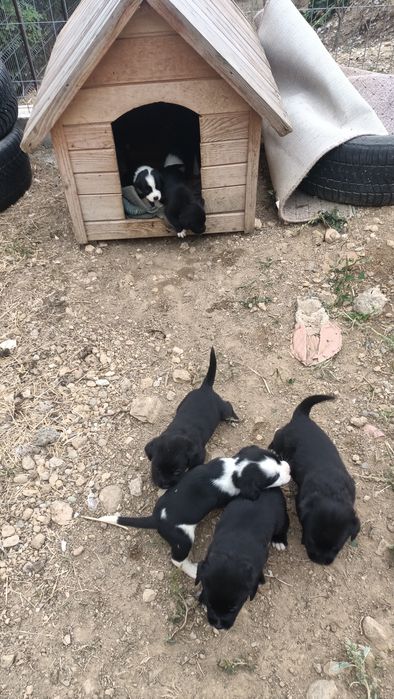 Donez cățeluși au 4 săptămâni ,se doneaza și mama lor
