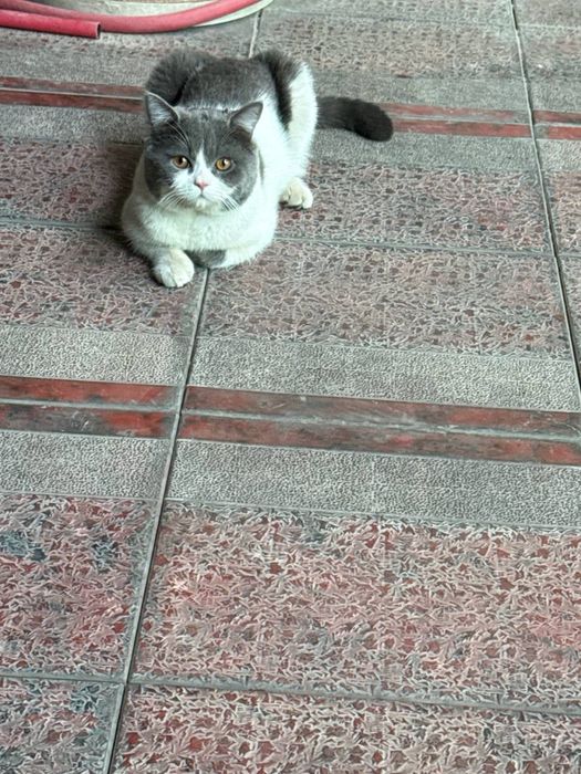 кошка со всеми документами,ей 1,5 года,зовут лаки,мы за нее хотим 200$