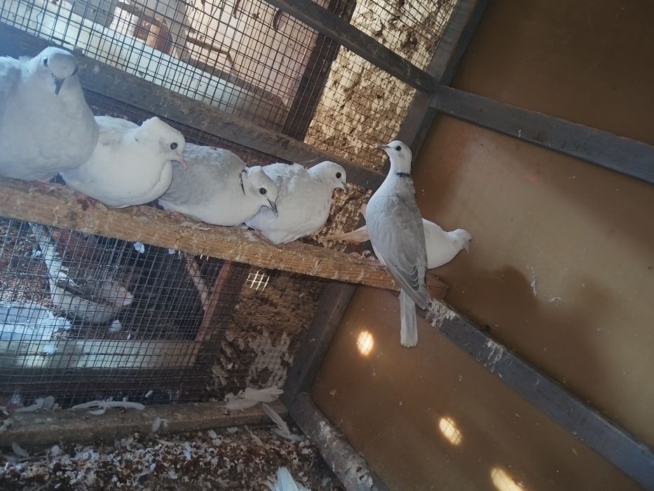 Turturele răzătoare cucuruzi schimb cu alte pasari