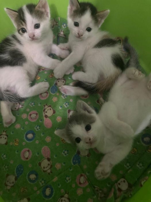 Котенки в добрые руки