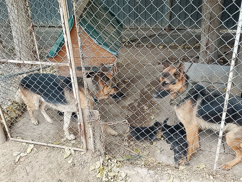 Немецкая овчарка