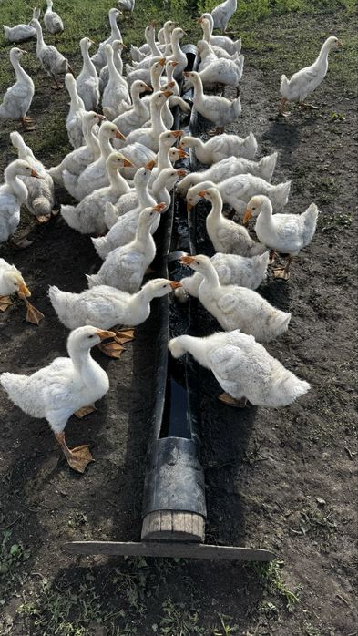 Продам домашних  гусей