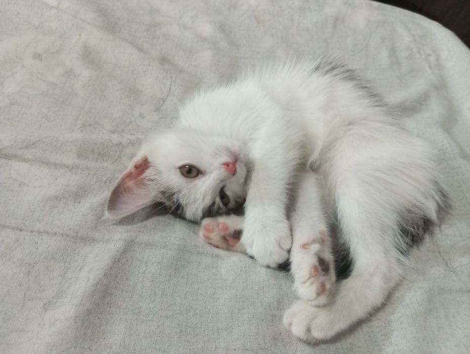 Бесплатно отдам котенка