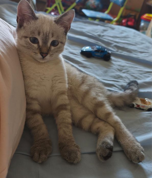 Котенок в добрые руки