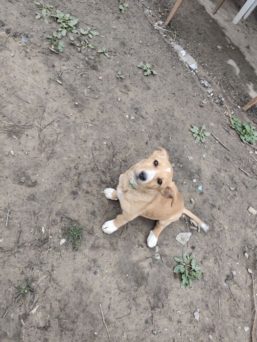 Щенок девочка в добрые руки.