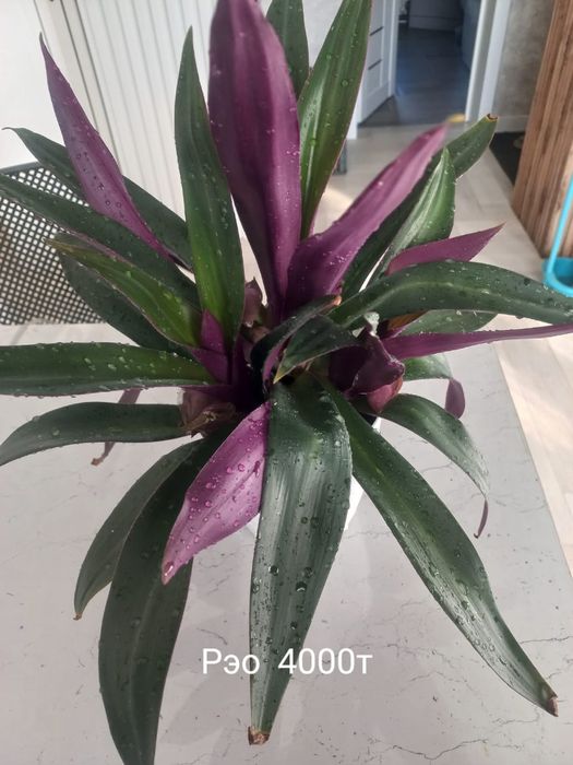 Продам комнатные цветы