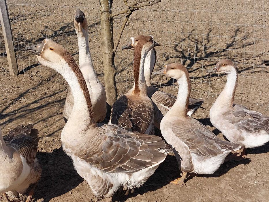Vand gâște africane, rate Rouen salbatic, rate mute lesesti, cocos GSG