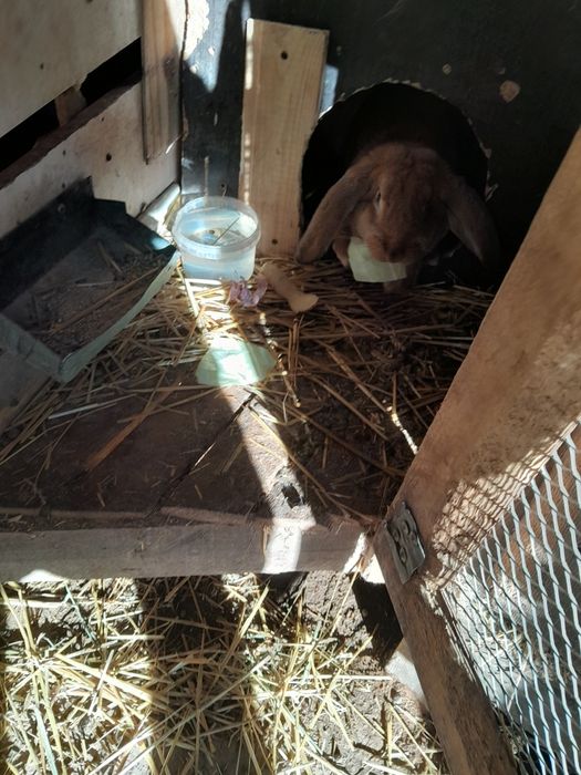 Кролики  крольчихи