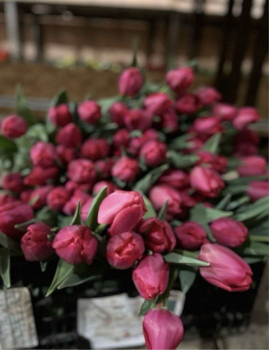 Тюльпан к 8 марту