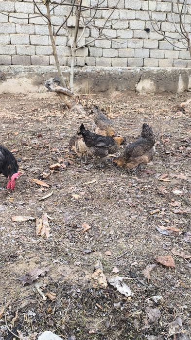 Rossiya liniya privoznoy bollari LAKADENZA 1+7  TOVUQLARİ