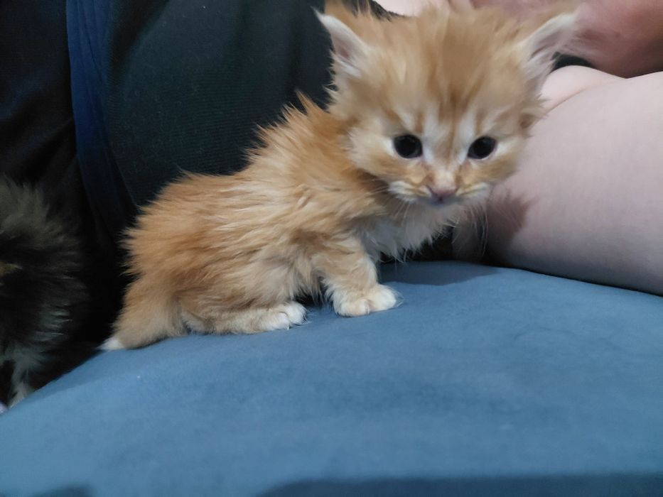 пол мейн-кун отец персидская кошка