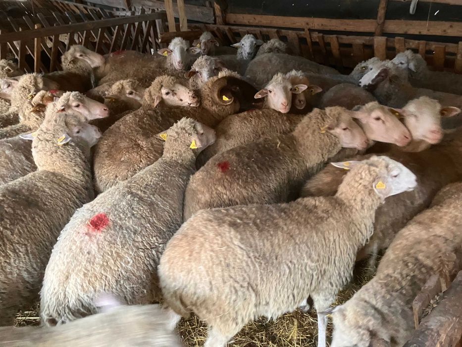 Vand 50 oi tigai si 2 berbeci