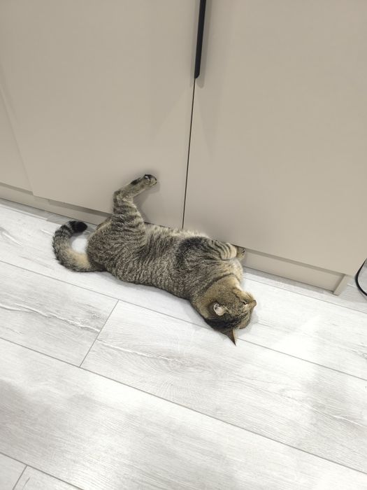 Отдам кота в добрые руки