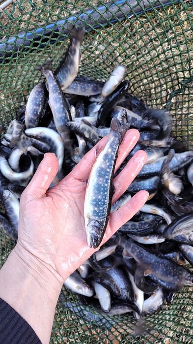 Vând puiet păstrăv fântânel la 15 Gr