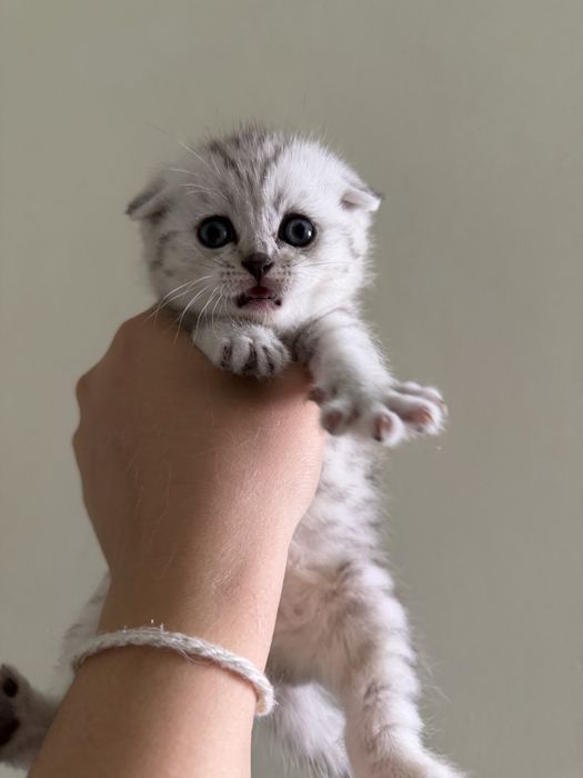 Котята шотландские вислоухие