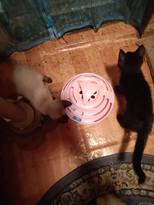 Отдам двух кошечек