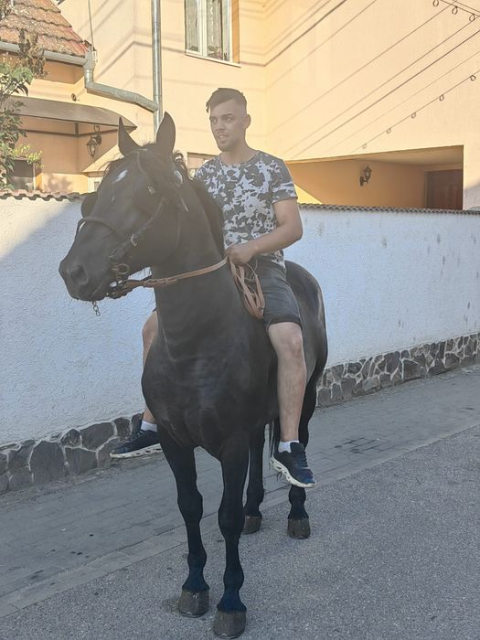 Cal de vânzare  jud Sibiu