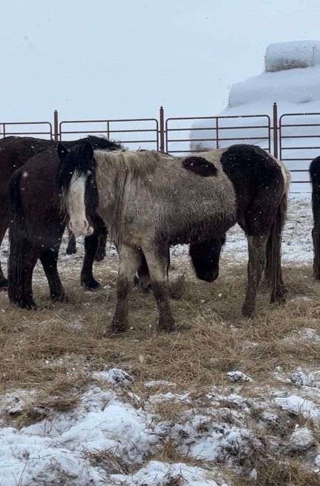 Ала жеребец 3 года