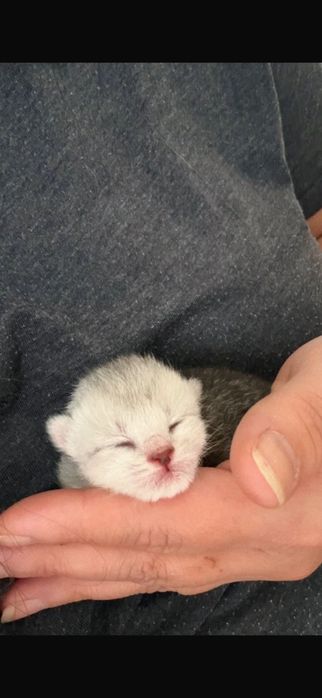 Шотландские котята