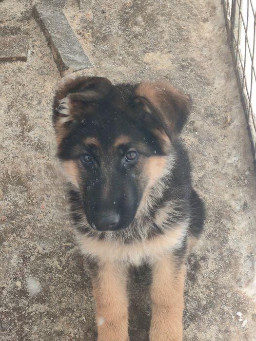 Продам щенков немецкой овчарки