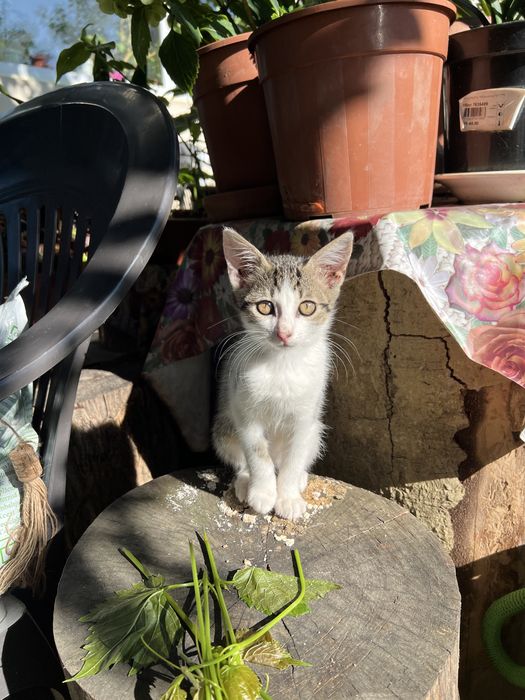 Pisicute spre adoptie