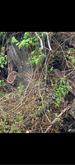 Продам карагач кругляк