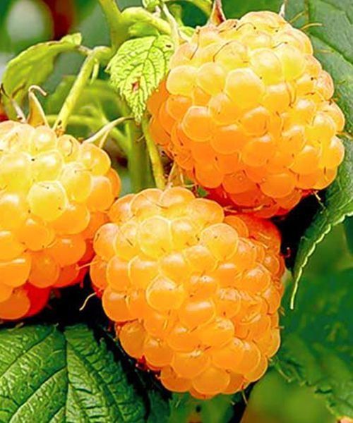 Zmeura Remontanta Produce Permanent