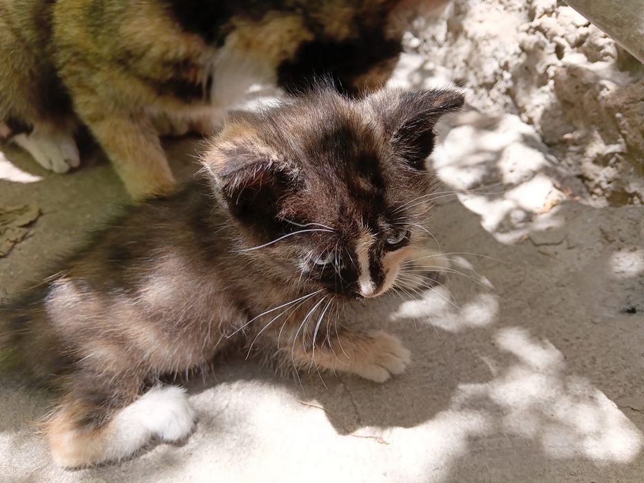 Котёнок в хорошие руки