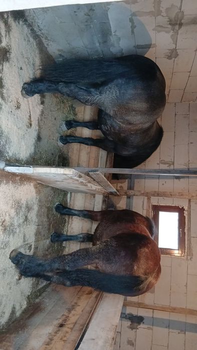 Vând mânz de 11 luni