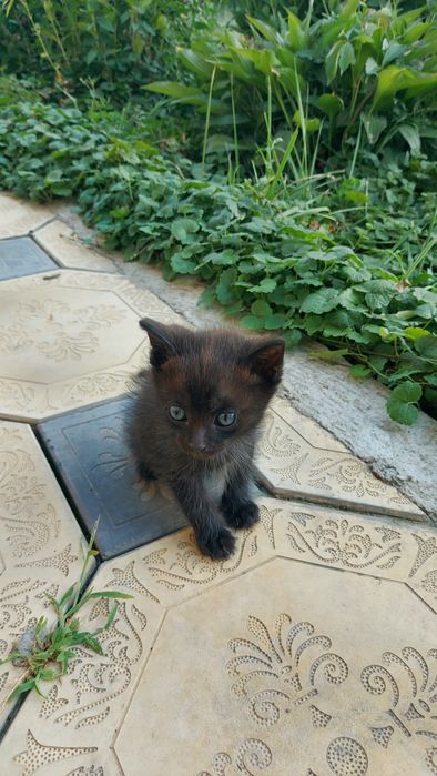 Отдадим котят в добрые руки