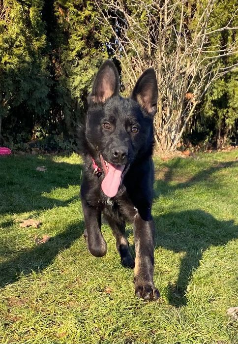 Pui ciobănesc german linie de lucru