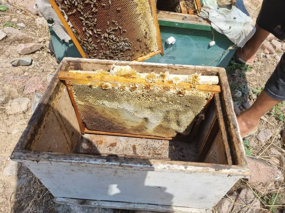 Tabiiy tog' asali 120 000 sum - 1kg