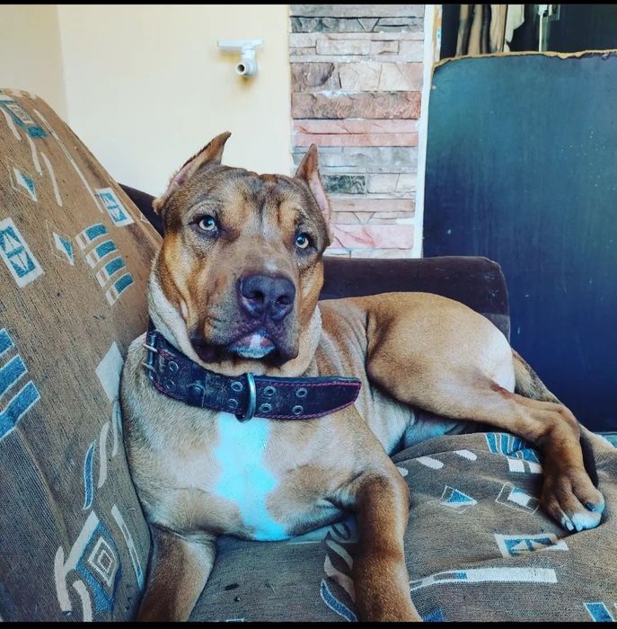 Ищем девочку для Вязки пит буля Red Naus чистокровный