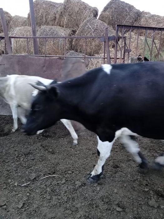 Продам бычка толстого