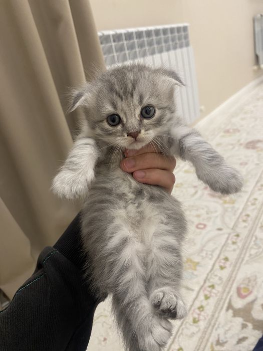 Котенок шотландский вислоухие девочка