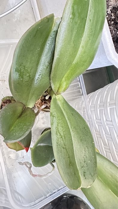 орхидеи  1,7 по 1500 т