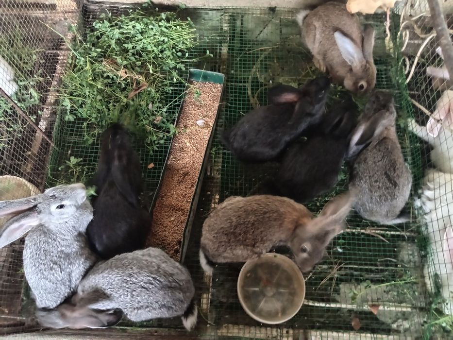 Quyonla sotiladi 50 mingdan 400 yuz mingacha