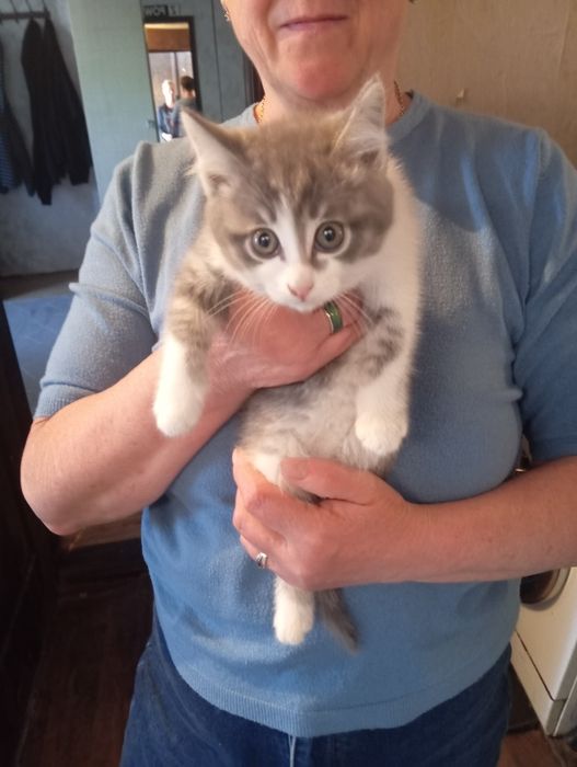 Отдам в добрые руки