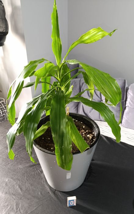 Драцена душистая.