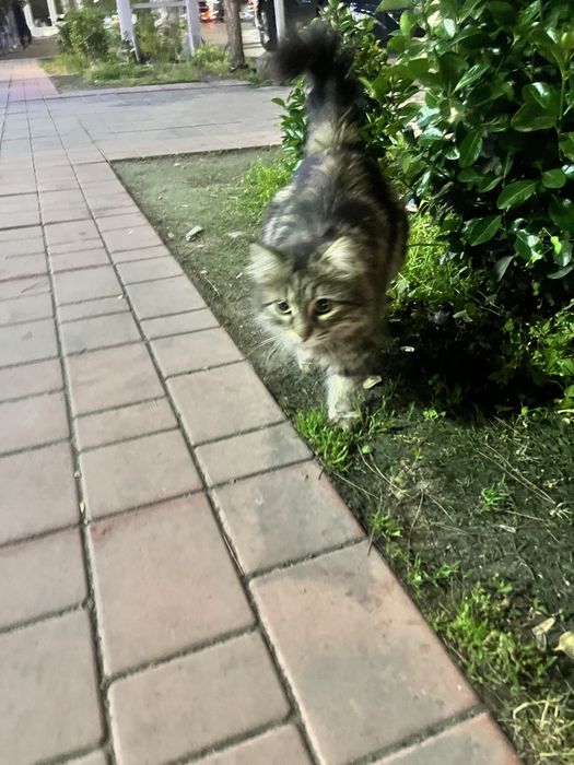 Chiroyli aqlli mushuk hadyaga beriladi