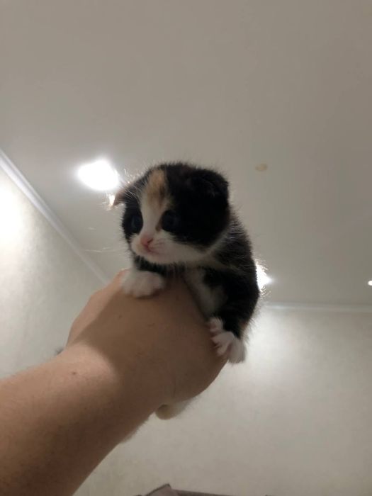 Шотландский котята