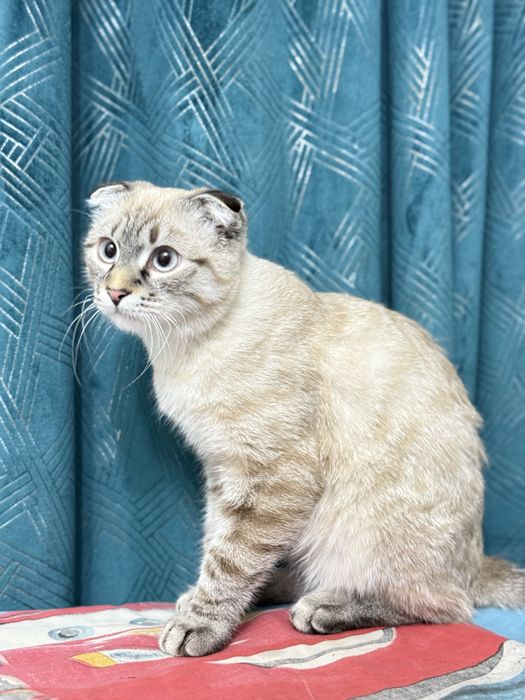 Скотиш фолд чистый