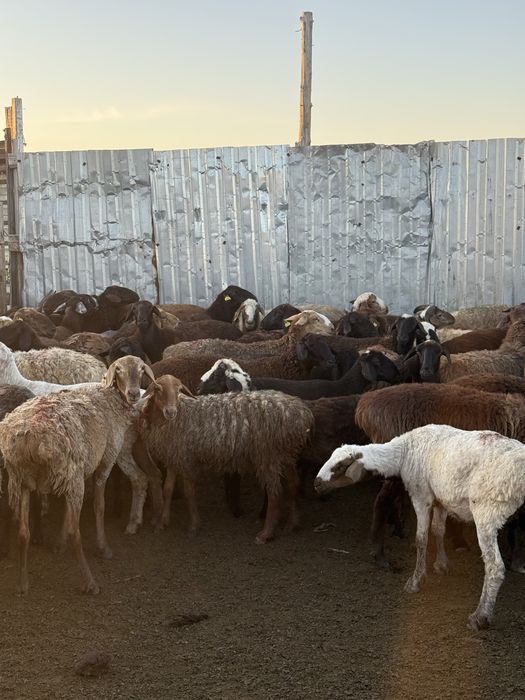 Продам баран в шахтинске