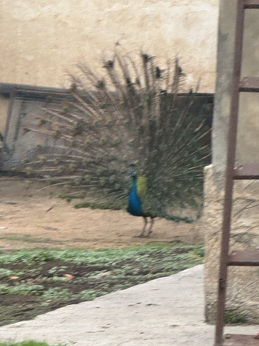 Павлин, тауыс, pavlin