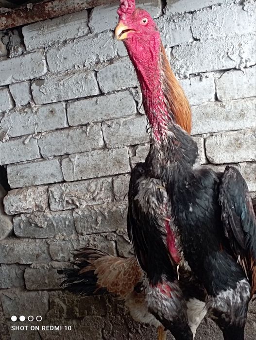 Dakan tiniqlari zotga