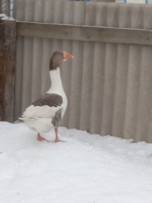 Продам гусака домашнего