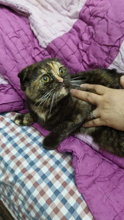 Кошечки Флойд и страйд