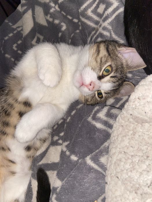 donez motanel, bland