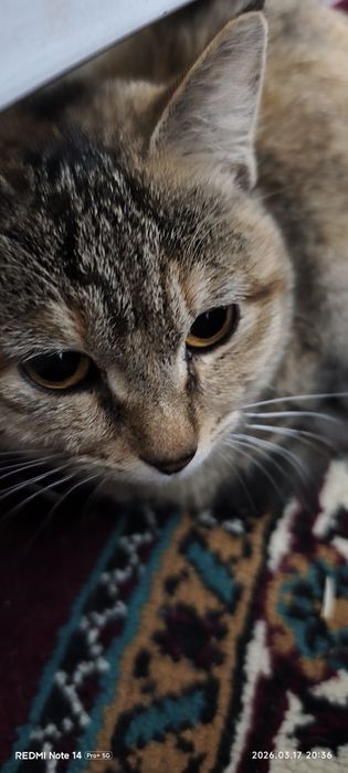 hadiyaga beriladi uy mushuklari