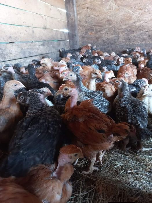 Ferma Moldovenească